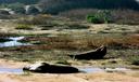 Elephant seals.